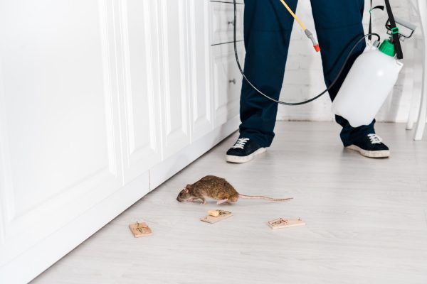 Desinfestação a Ratos: Proteção Contra Mus musculus e Rattus norvegicus